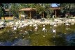 Flamingo köyü Resim 3